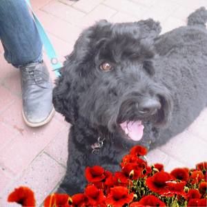 Meet your Posher, Haochaos